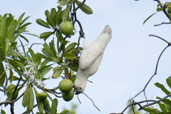 Cacatua