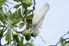Cacatua
