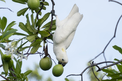 Cacatua