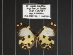 Falcuna margarita