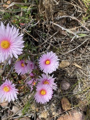 Lampranthus ceriseus