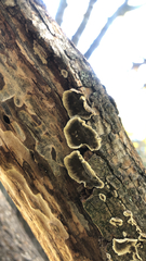 Peniophora albobadia