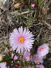 Lampranthus ceriseus