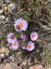 Lampranthus ceriseus