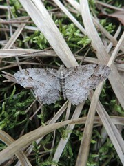 Paradarisa consonaria