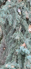 Picea omorika