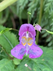 Impatiens textorii