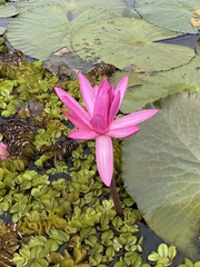 Nymphaea rubra