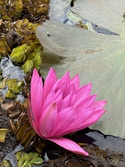 Nymphaea rubra