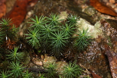 Dawsonia
