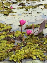 Nymphaea rubra