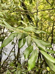 Laurus nobilis