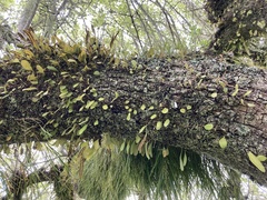 Pyrrosia eleagnifolia