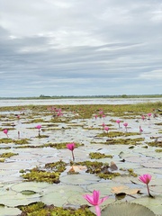 Nymphaea rubra