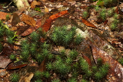 Dawsonia
