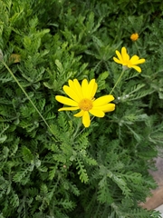 Euryops pectinatus
