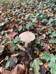 Amanita rubescens