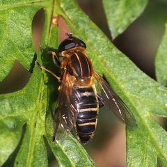 Helophilus eristaloidea