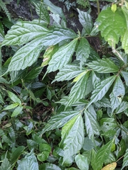 Elatostema lineolatum