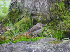 Phoenicurus hodgsoni