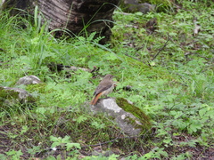 Phoenicurus hodgsoni