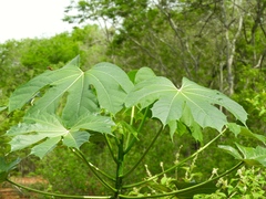 Cnidoscolus elasticus