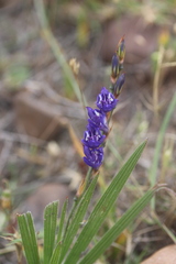 Babiana secunda