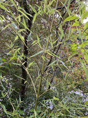 Phyllostachys