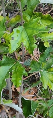 Populus alba