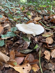 Clitocybe nebularis