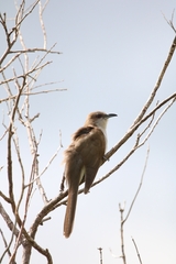 Coccyzus erythropthalmus