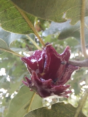 Andricus dentimitratus