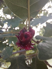 Andricus dentimitratus