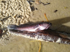 Eleotris senegalensis