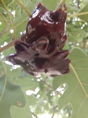 Andricus dentimitratus