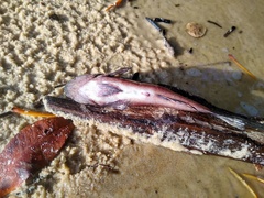 Eleotris senegalensis