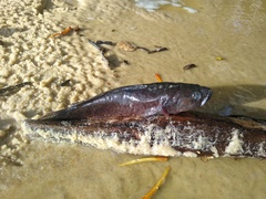 Eleotris senegalensis