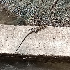 Eutropis