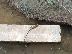 Eutropis