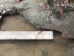 Eutropis