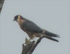 Falco longipennis