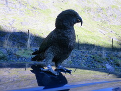 Nestor notabilis