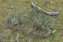 Pimelea villosa