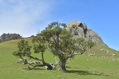Olearia traversiorum