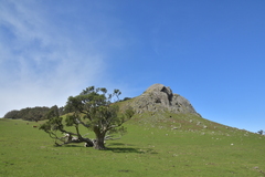Olearia traversiorum