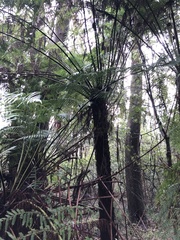 Cyathea australis