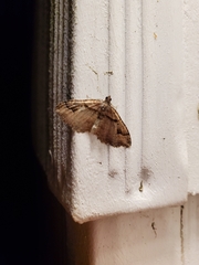 Costaconvexa centrostrigaria