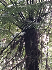 Cyathea australis