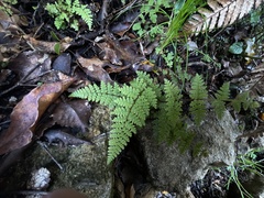 Hypolepis rufobarbata