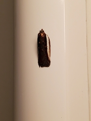 Acleris celiana